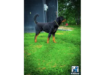 a rottweiler dog standing on grass